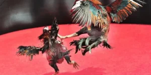 Nắm Bắt Cách Chơi Đá Gà Sabong Tại i9BET Với Tỷ Lệ Thắng Cao