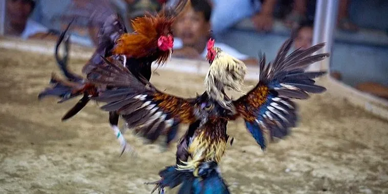 Nắm Bắt Cách Chơi Đá Gà Sabong Tại i9BET Với Tỷ Lệ Thắng Cao 2 Nắm Bắt Cách Chơi Đá Gà Sabong Tại i9BET Với Tỷ Lệ Thắng Cao