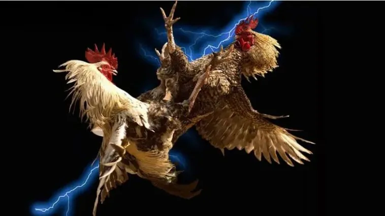 Trải Nghiệm Đá Gà i9BET Đỉnh Cao Với Các Trận Đấu Kịch Tính